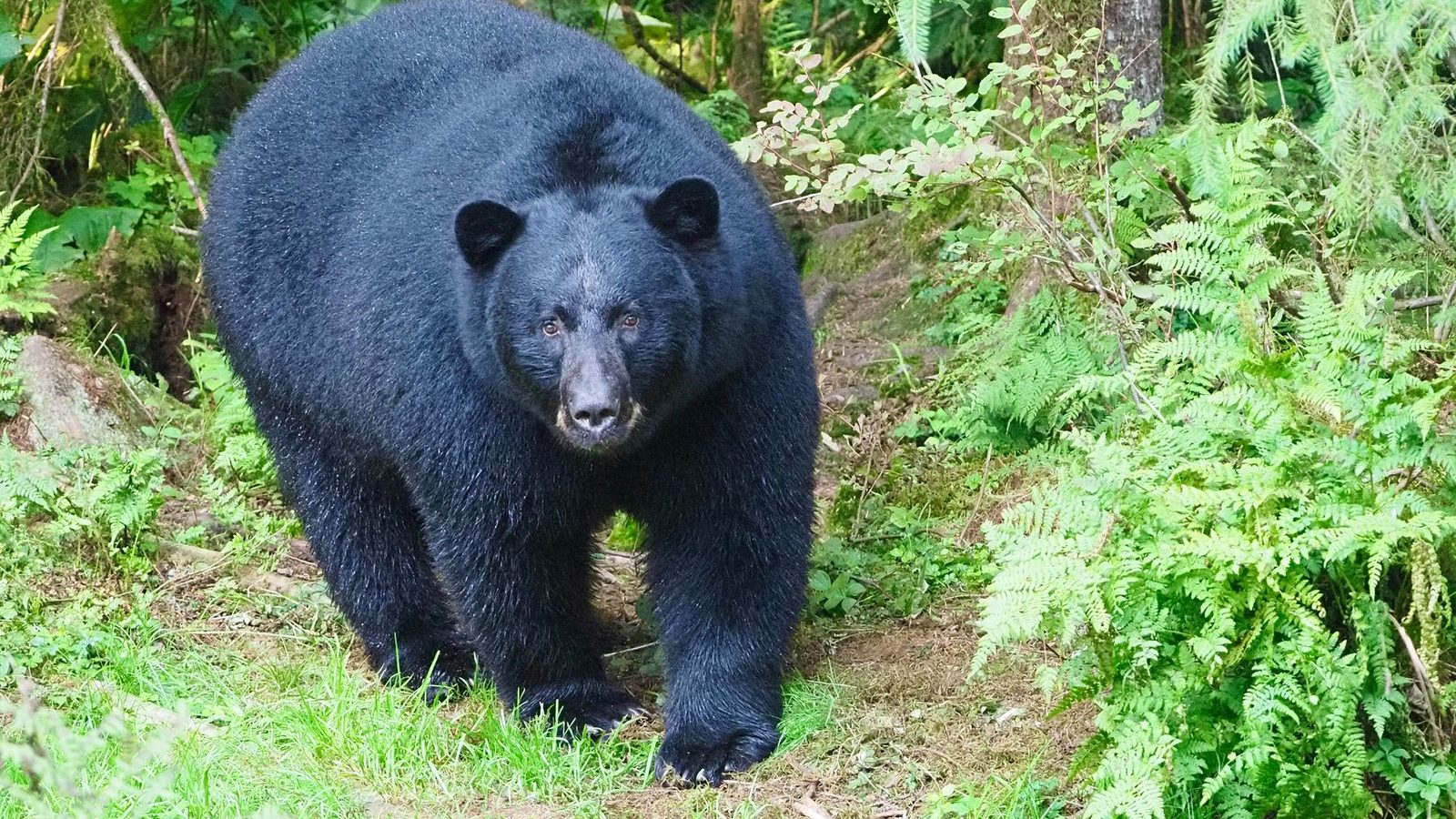 Best Bear Canisters for 2026