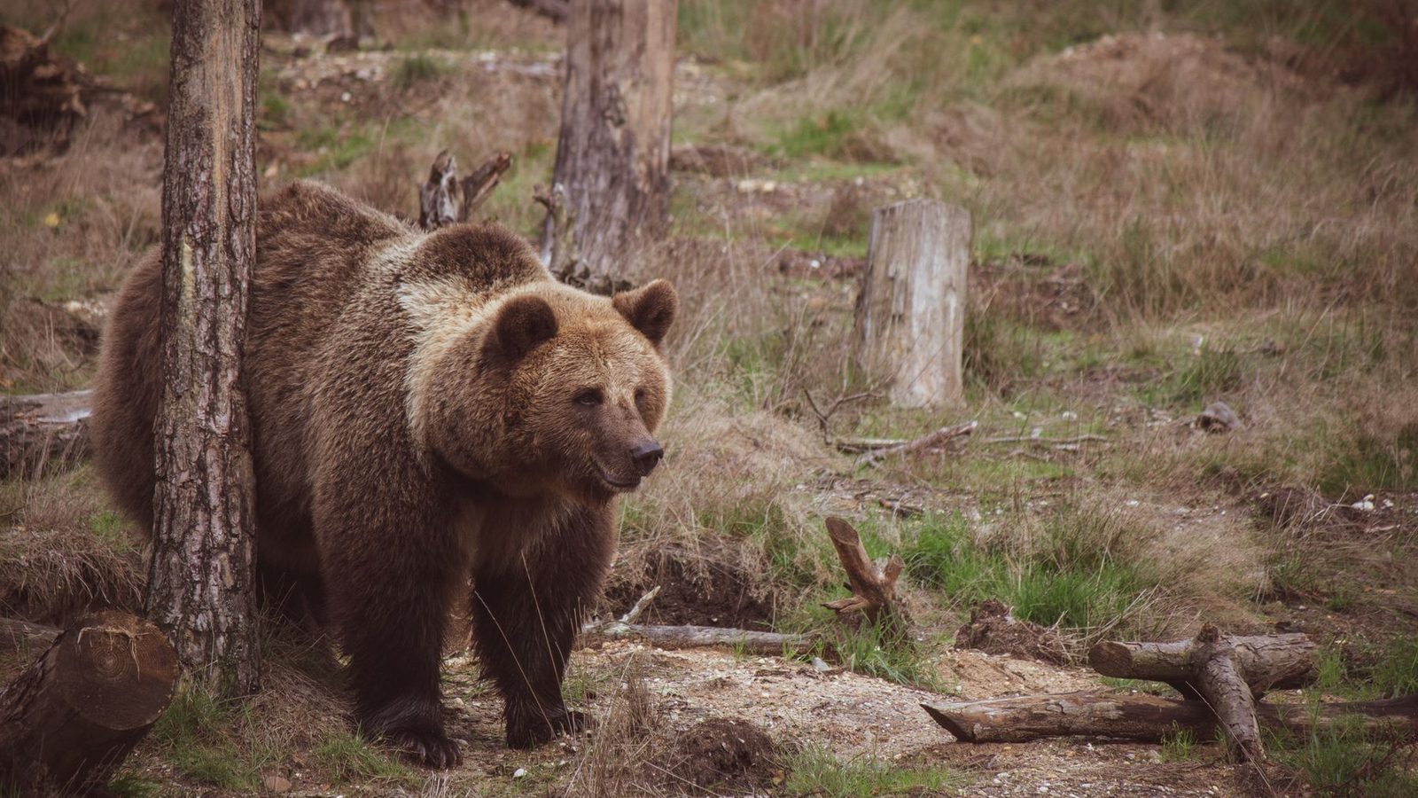 Best Bear Spray 2026 — Hiking Safety Picks