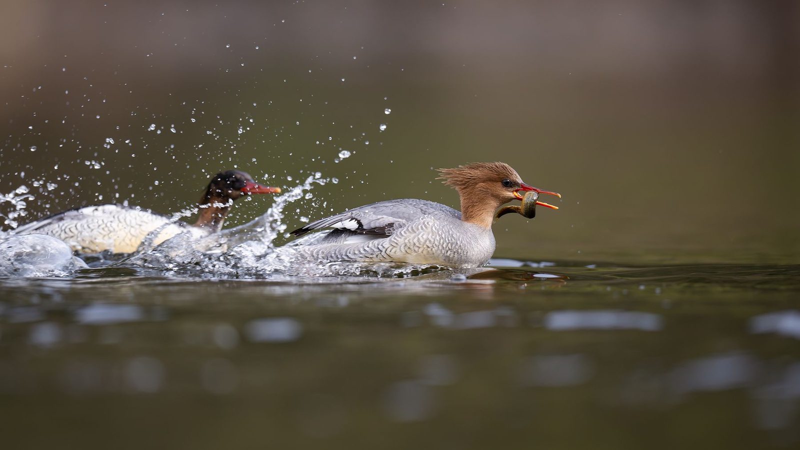 Best Duck Decoys 2026