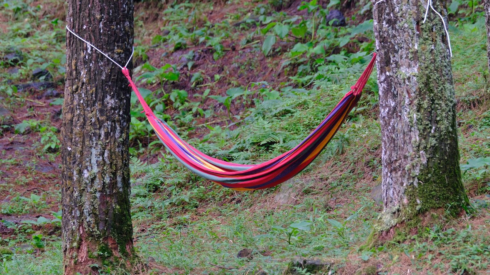 Best Hammock Stands 2026 — Freestanding Stands for Any Backyard or Campsite