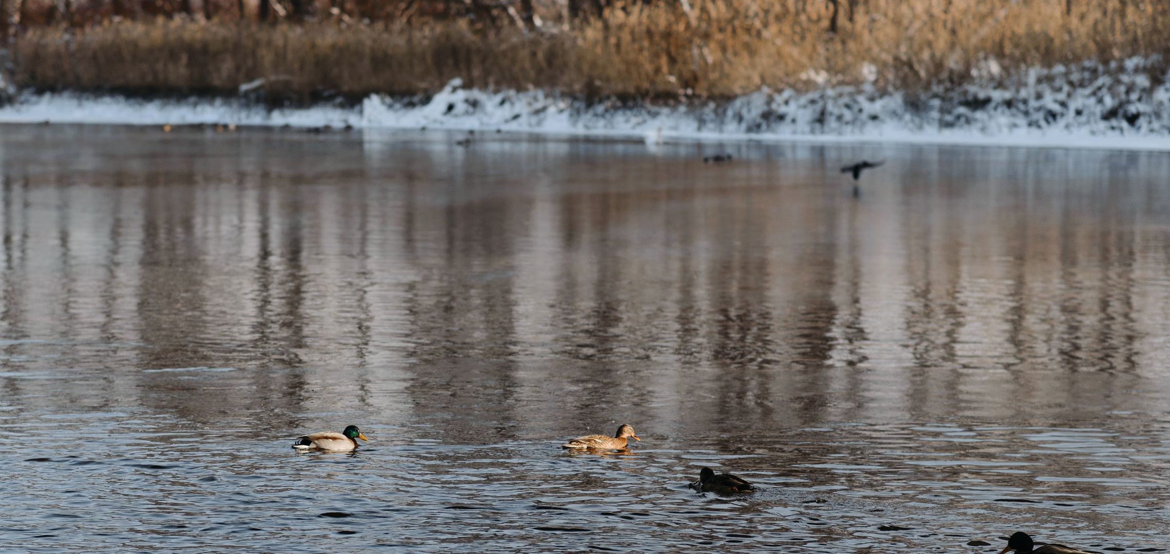 Decoys & Calls Reviews