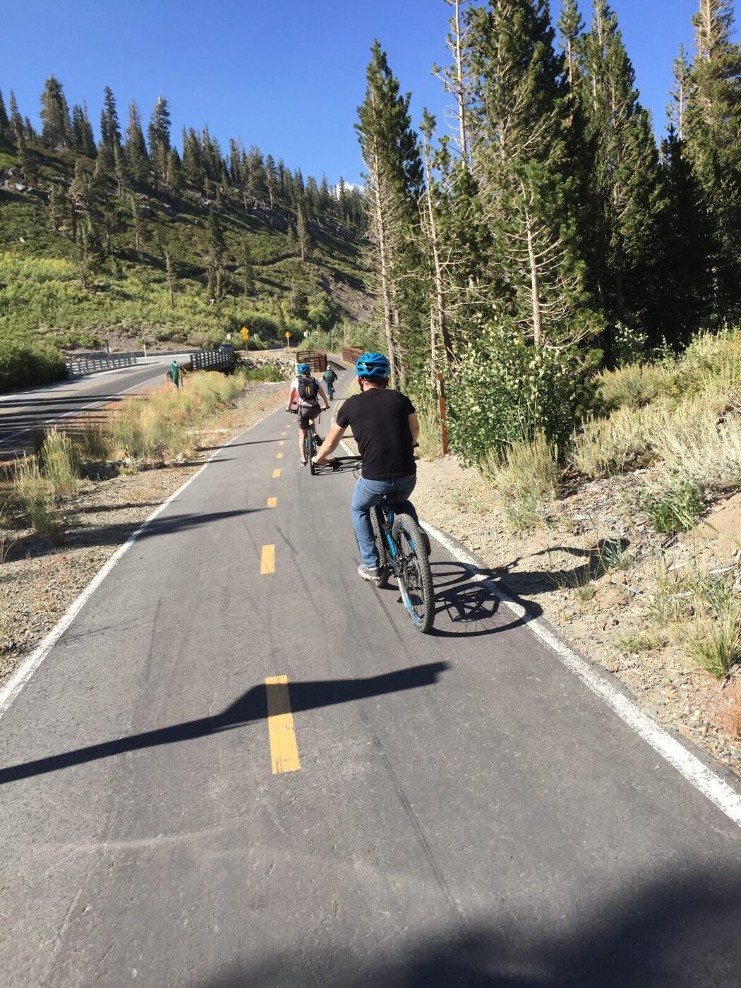 Cyclist riding paved bike path through pines